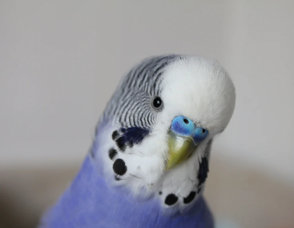 Can Budgies Eat Oats Everyday 