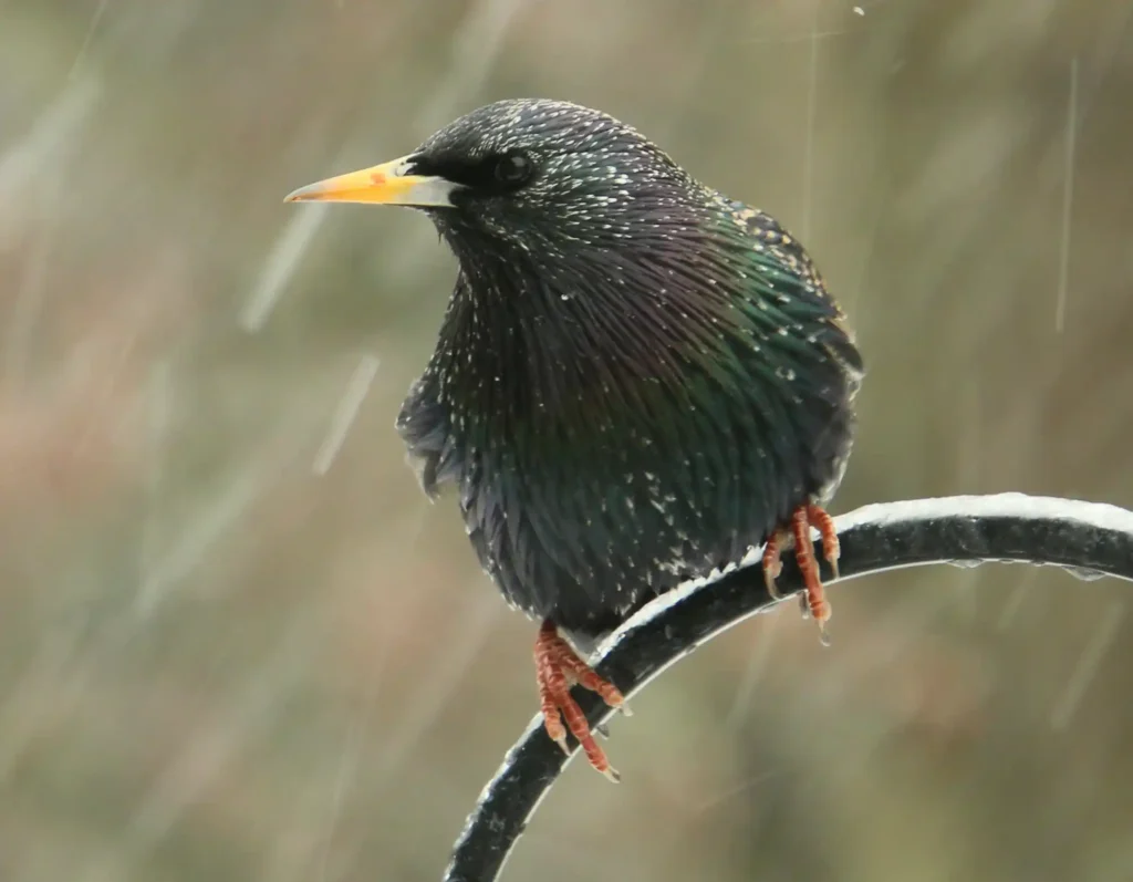 Can Birds Survive Heavy Rain?