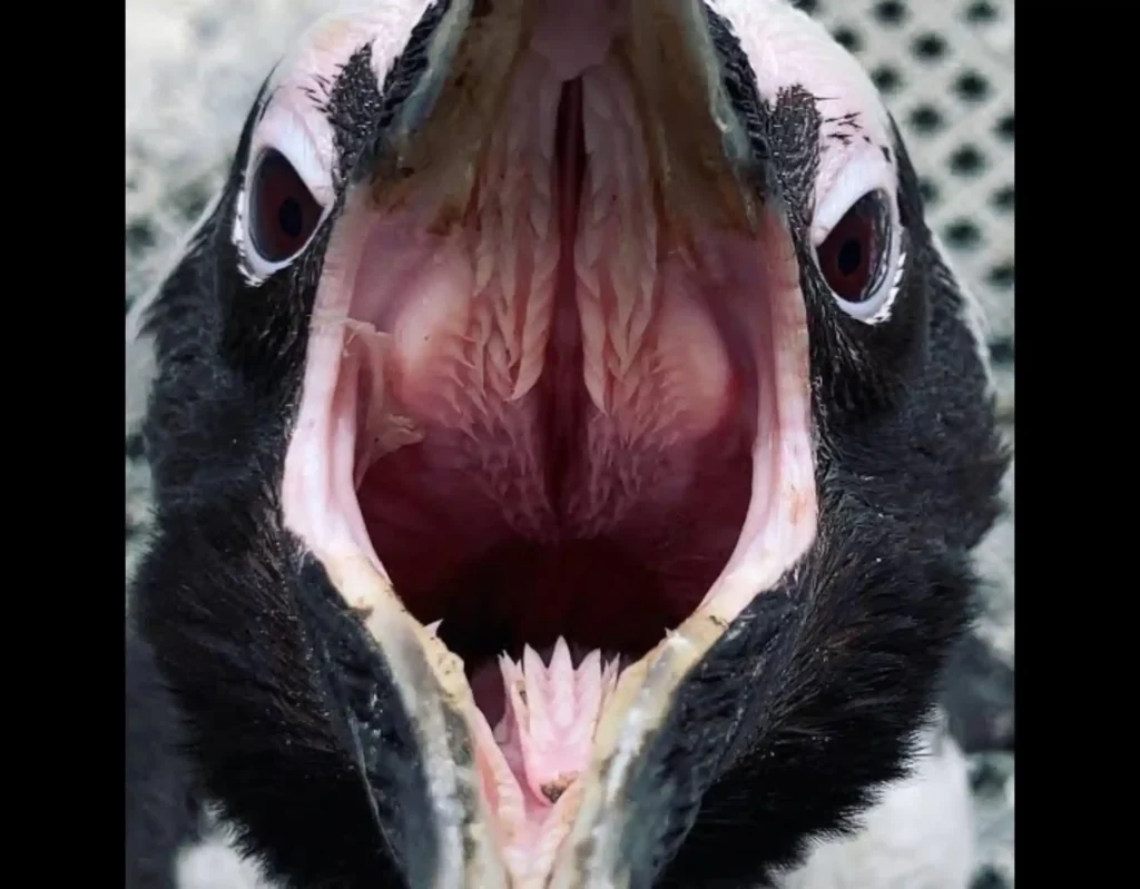 Inside of a Penguin Mouth Scary