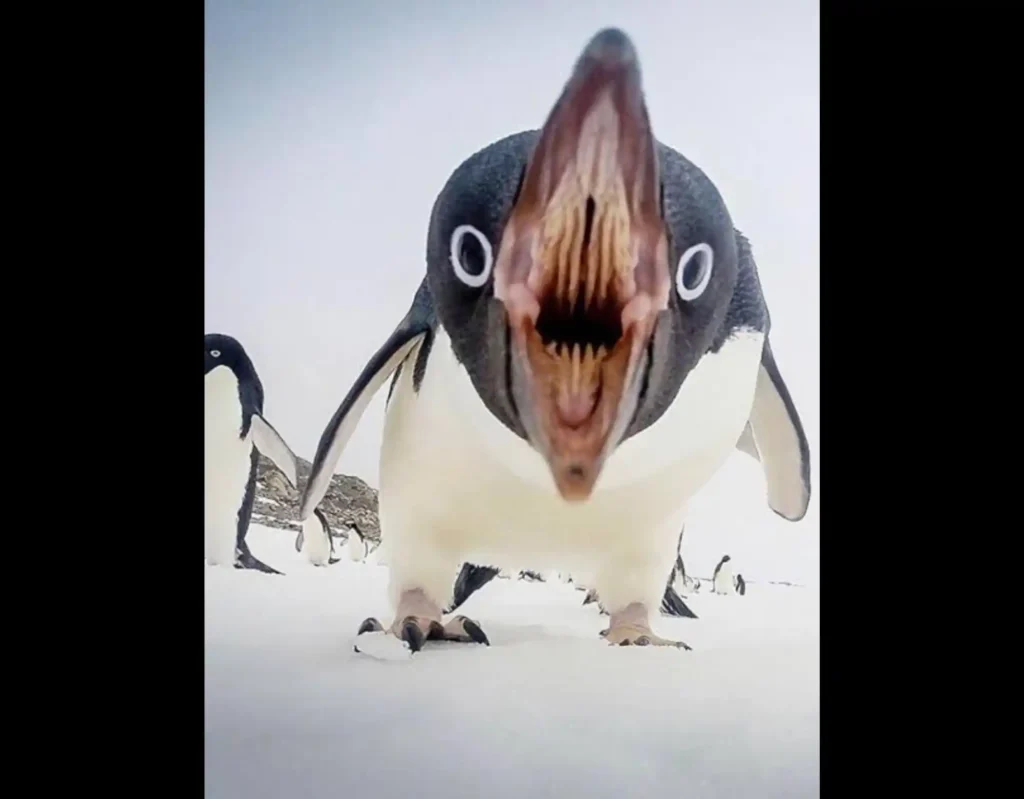 Inside of a Penguin Mouth