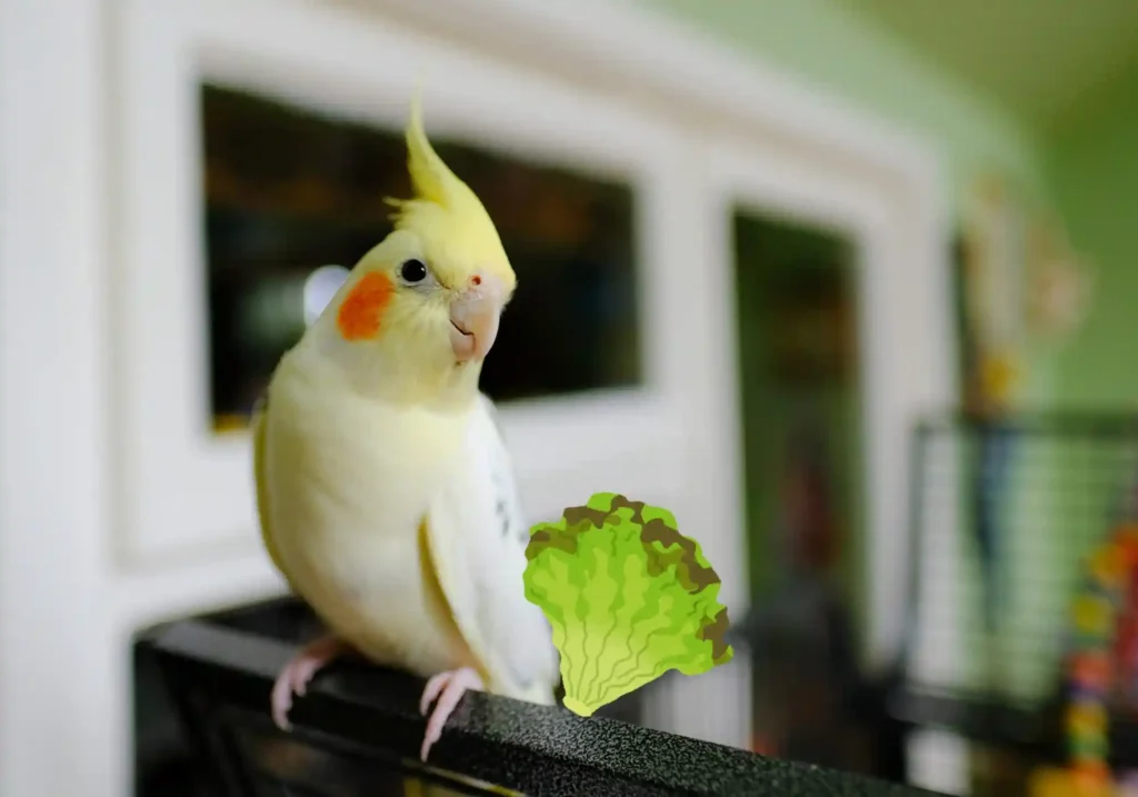 Can Quaker Birds Eat Lettuce