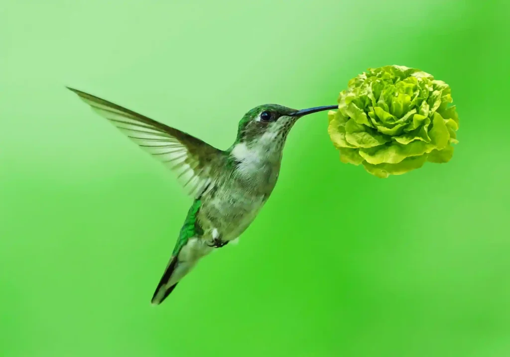 Do Birds Eat Lettuce in the Garden