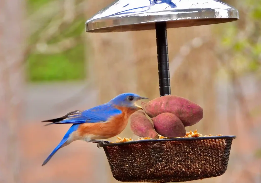 Can Birds Eat Sweet Potatoes Every Day